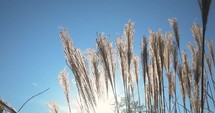 tall grasses in bright sunlight 