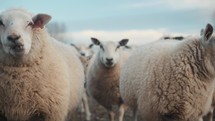 Herd of sheep on a farm, cute lambs