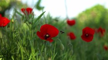 Bee on a poppy flower in slowmotion