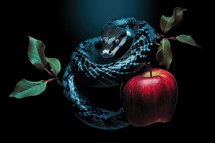 The original sin, the forbidden fruit. Close up of snake on tree branch with red apple on dark background
