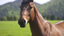 Portrait of brown horse in spring
