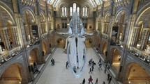 visitors at a natural history museum - editorial use only
