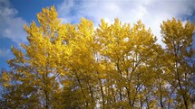 Yellow colors of autumn trees forest towards blue sky and clouds in sunny morning nature
