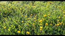 Time lapse of Yellow Dandelion flower blooming fast in green meadow spring nature

