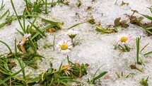 Time lapse of spring snow melting in green grassy meadow with white daisy flowers blooming.
