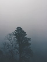 a tree in fog 