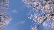 Panoramic view of snowy tree tops branches in frozen winter forest towards blue sunny sky with snow snowing nature
