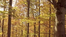 Sunny autumn forest
