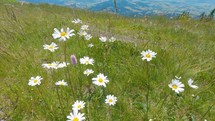 White blooming Flowers and Grass moving in breeze wind, flowering alpine meadow in green nature
