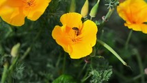 Pollinating bee in spring flowers.
