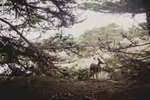 deer in a forest