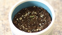 time-lapse of a seedling sprouting 