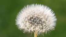 Dandelion seed flower blossom fast in green nature Time lapse
