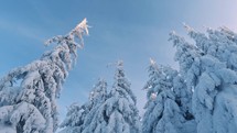 Panoramic view of frozen snowy trees in winter mountains nature adventure background
