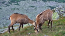 Chamois Rupicapra rupicapra graze alpine meadow in alps mountain Wildlife nature animals
