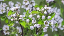 White fruit flowers blooming on pear tree branch in fresh green spring nature Growing Time lapse

