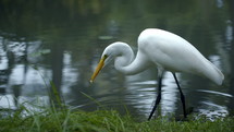 Great egret standing in the water and eating
