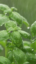 It is raining on green basil herbs, vertical nature
