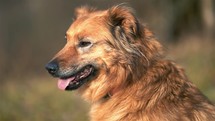 Profile portrait of cute brown dog in blurred background of spring nature
