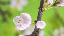 Close up of white flowers of plum tree blossom in green spring background Time lapse, Growing beauty of nature
