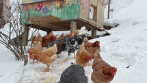 Chickens feeding grain on organic farm in snowy winter
