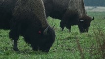 grazing buffaloes 