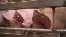 Pink Pigs eat whey food in organic farm in sty piggery
