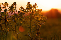 plants in a field at sunset 