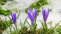 Snow melting fast and crocus flower blooming in spring meadow nature Timelapse
