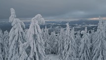 Flying between snowy trees in frozen winter forest aerial view
