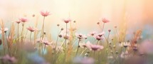 Beautiful meadow with pink cosmos flowers, retro toned.