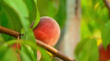 Female Hand Pick Ripe Juicy Peaches From Peach Tree. Branch In Fruit Garden.