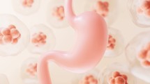 Human stomach and cell background, 3d rendering.