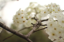 white blossoms on a tree 