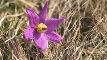 Closeup of Large pulsatilla flower blooming in spring meadow
