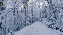 Winter forest nature with frozen snowy trees in peaceful snowy background

