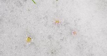Top view of snow melts fast and white daisy flowers bloom in green meadow Spring Time lapse nature
