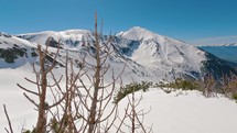 Panorama of Sunny winter alps mountains with dry mountain pine tree in snowy nature
