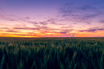 field over wheat under a purple sky at sunset 