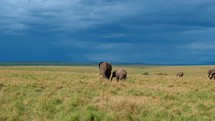  Elephant Herd Roaming in Maasai Mara Rainy Season