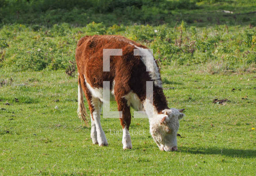 domestic cattle aka domesticated cow mammal animal in a meadow