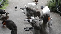 ducks, geese, and pigeons on a paved path