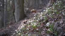 Snowdrops in forest breeze
