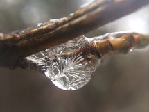 ice on a twig 