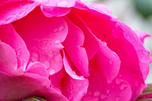 wet rose 