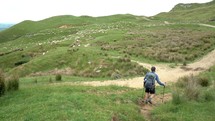 Man hiking in green farm with sheep in New Zealand landscape
