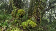 Moss covered green forest trees in New Zealand woods.