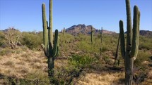 Drone footage of a mountain while flying over green saguaro cacti and blue skies in the Arizona desert.  
