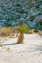 desert sands and plants 