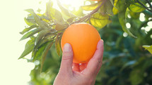 a man picking an orange 